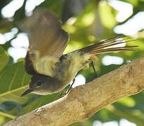 Stolid Flycatcher