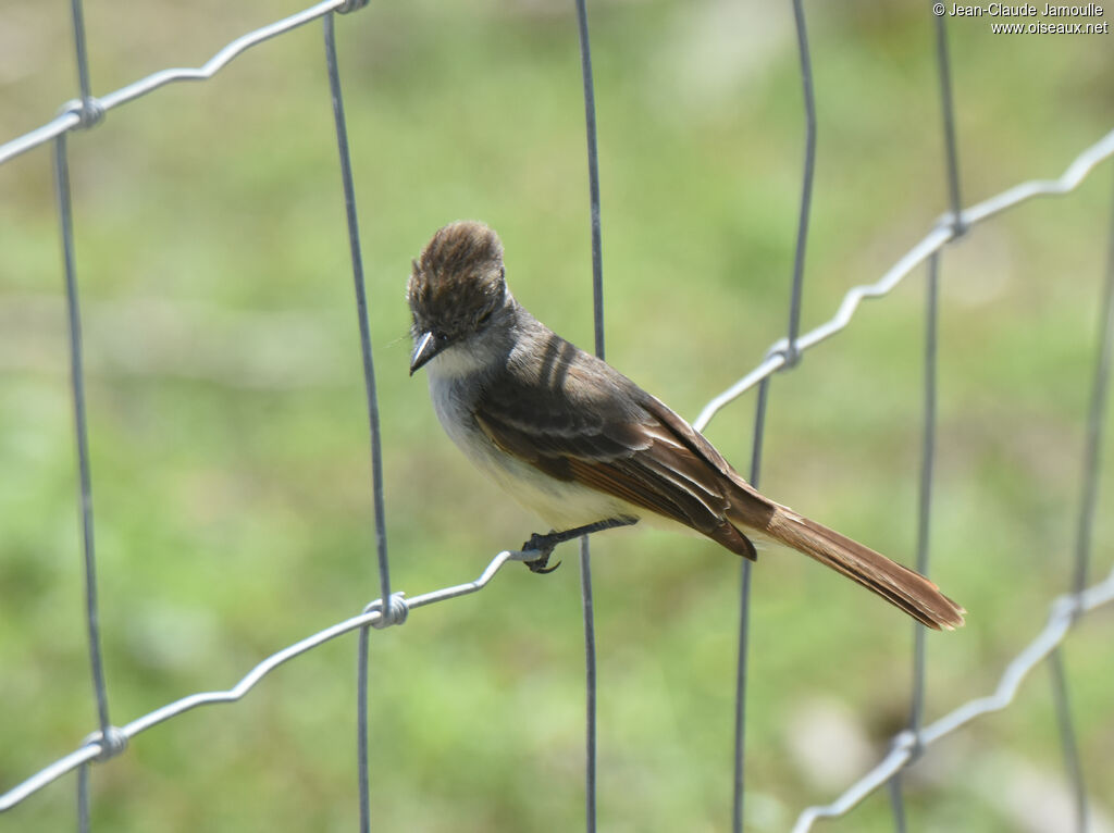 Lesser Antillean Flycatcher