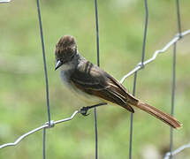 Lesser Antillean Flycatcher