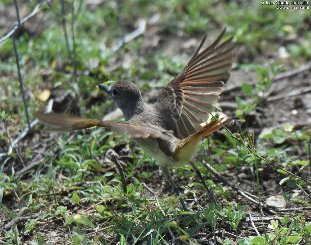 Lesser Antillean Flycatcher, feeding habits, eats