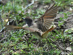 Lesser Antillean Flycatcher