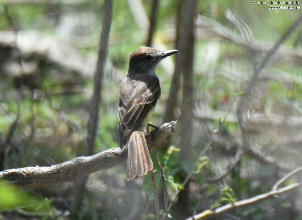 Lesser Antillean Flycatcher