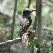 Lesser Antillean Flycatcher