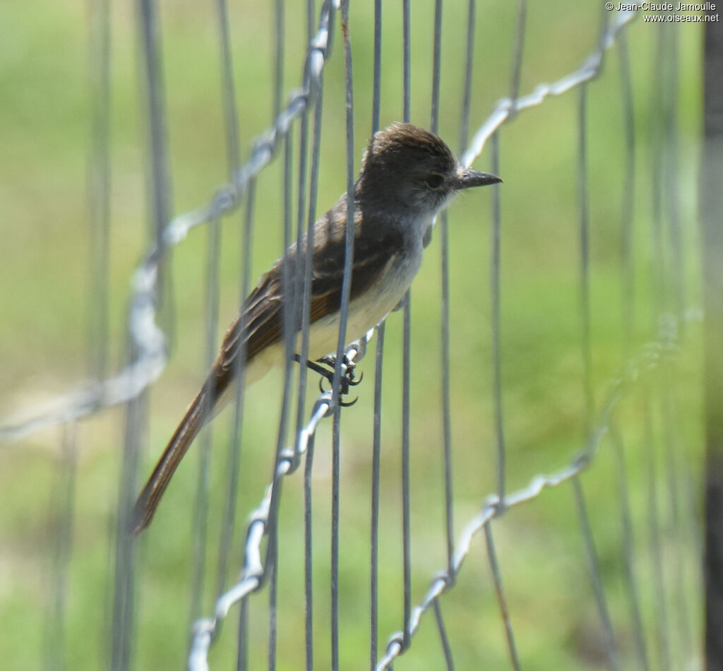 Lesser Antillean Flycatcher