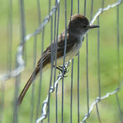 Lesser Antillean Flycatcher