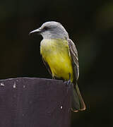 Tropical Kingbird