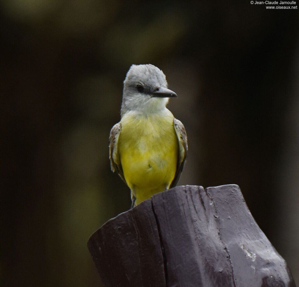 Tropical Kingbird