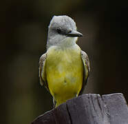 Tropical Kingbird