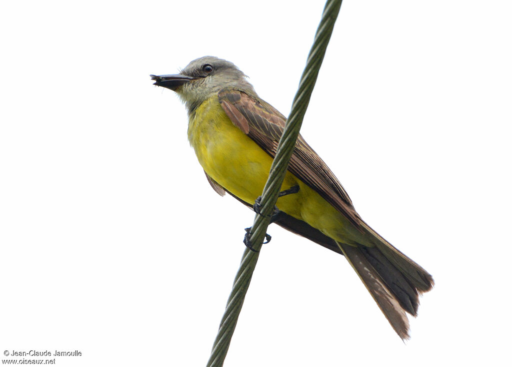 Tropical Kingbird, feeding habits