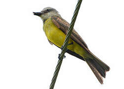 Tropical Kingbird