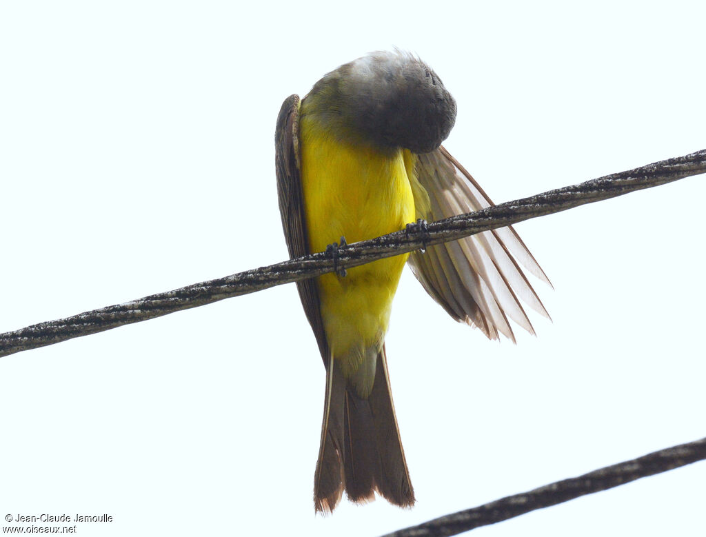 Tropical Kingbird, Behaviour