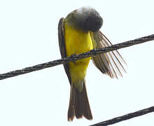 Tropical Kingbird