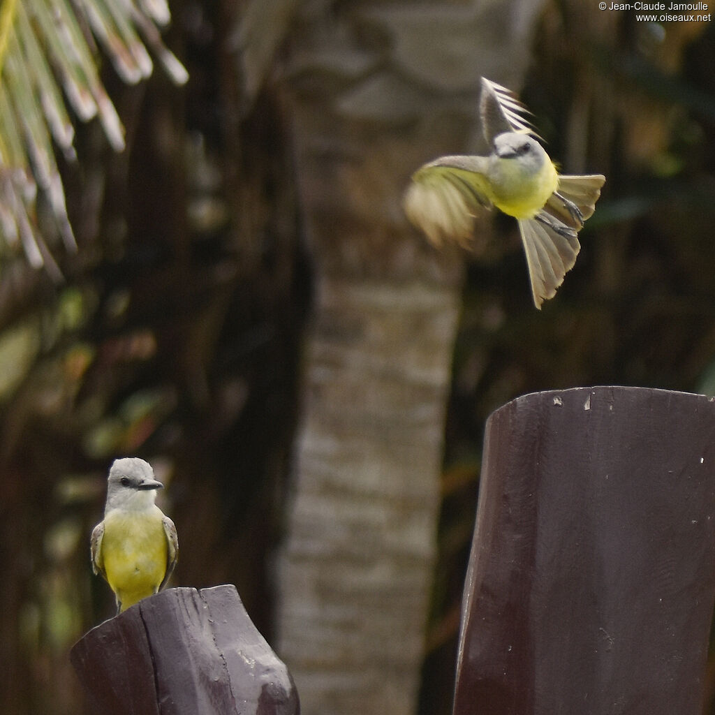 Tropical Kingbird