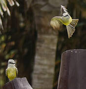 Tropical Kingbird