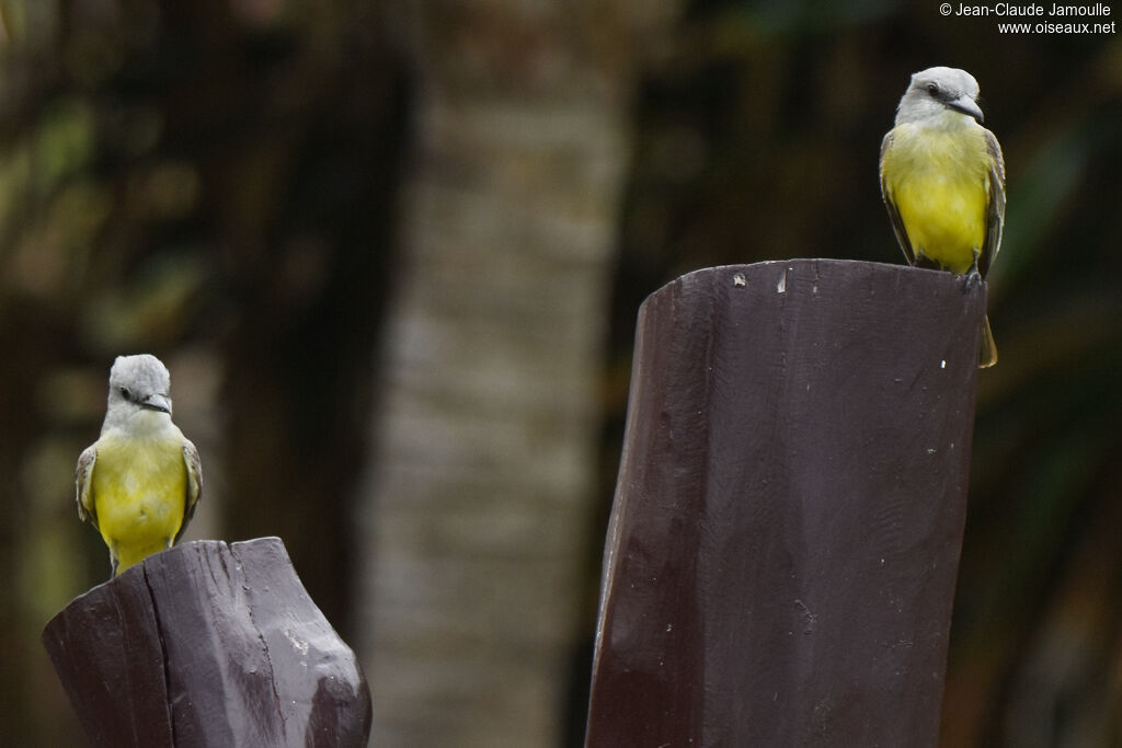 Tropical Kingbird