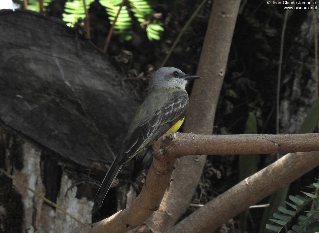 Tropical Kingbird