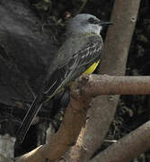 Tropical Kingbird