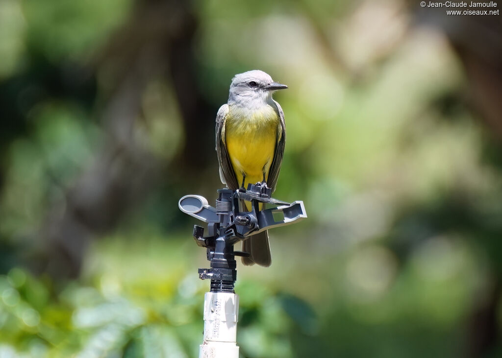 Tyran mélancoliqueadulte