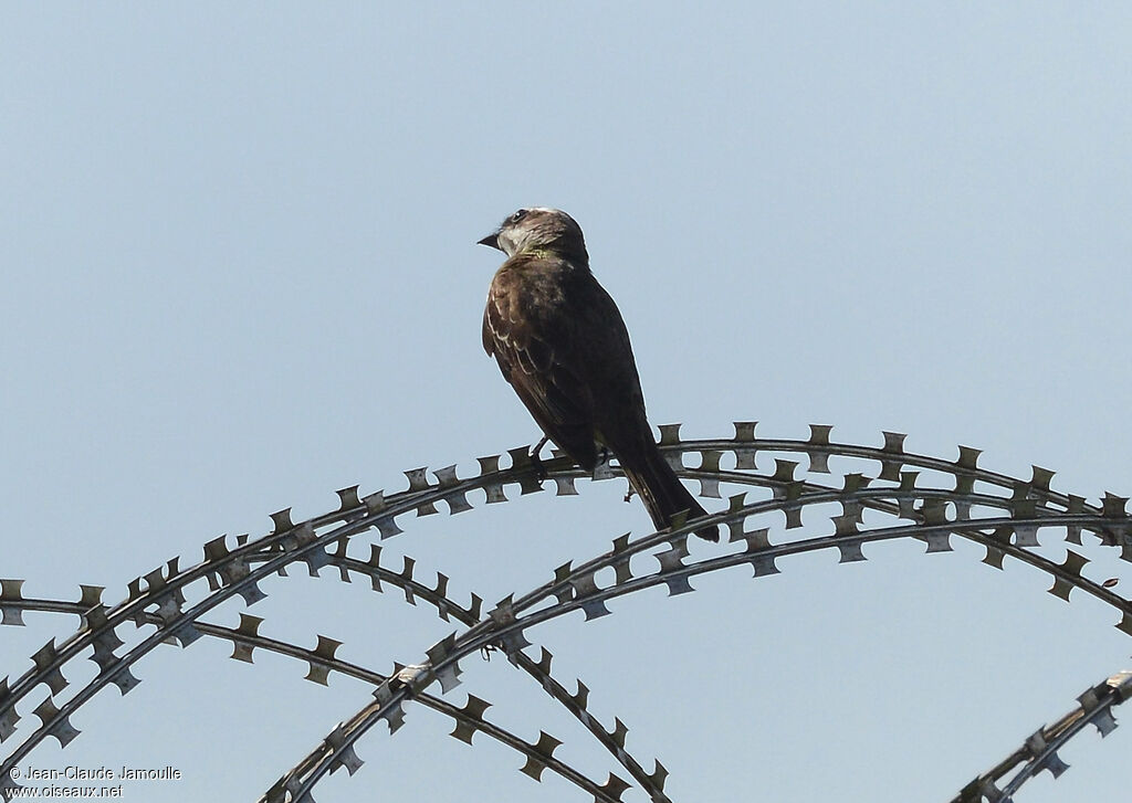 Piratic Flycatcher