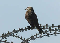 Piratic Flycatcher