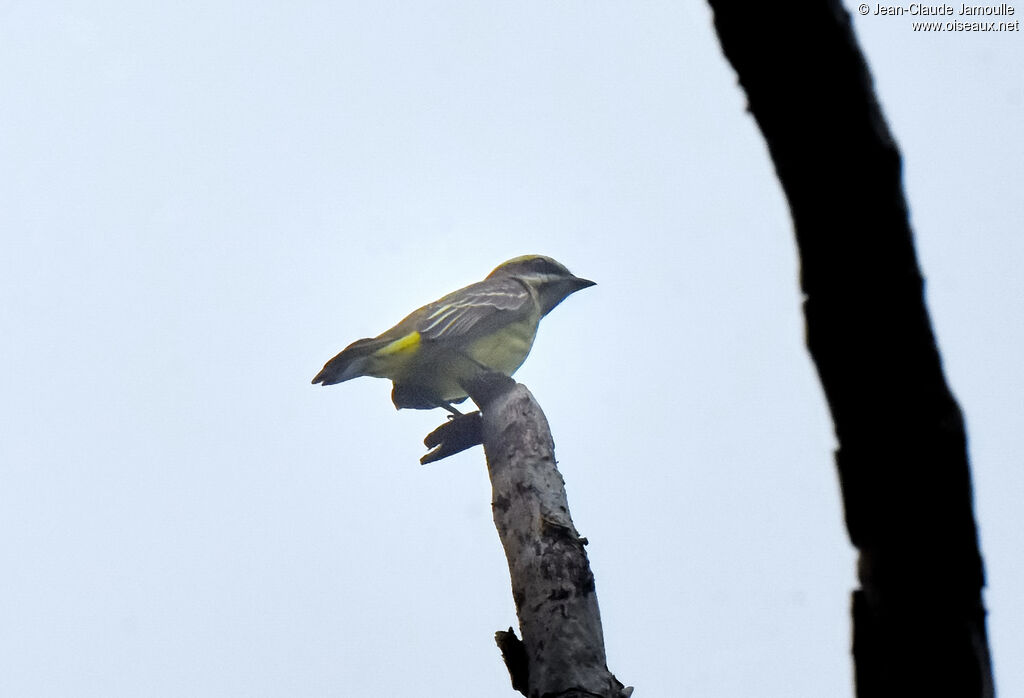 Piratic Flycatcher