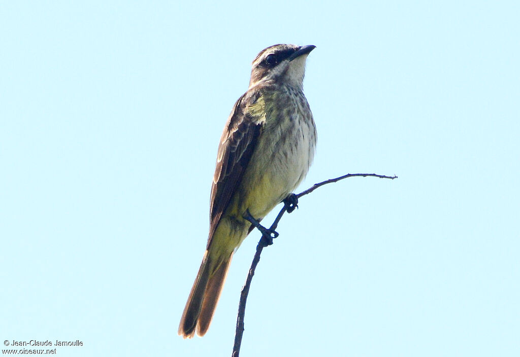 Piratic Flycatcher