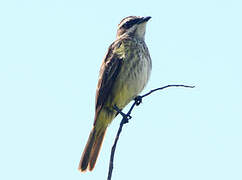 Piratic Flycatcher