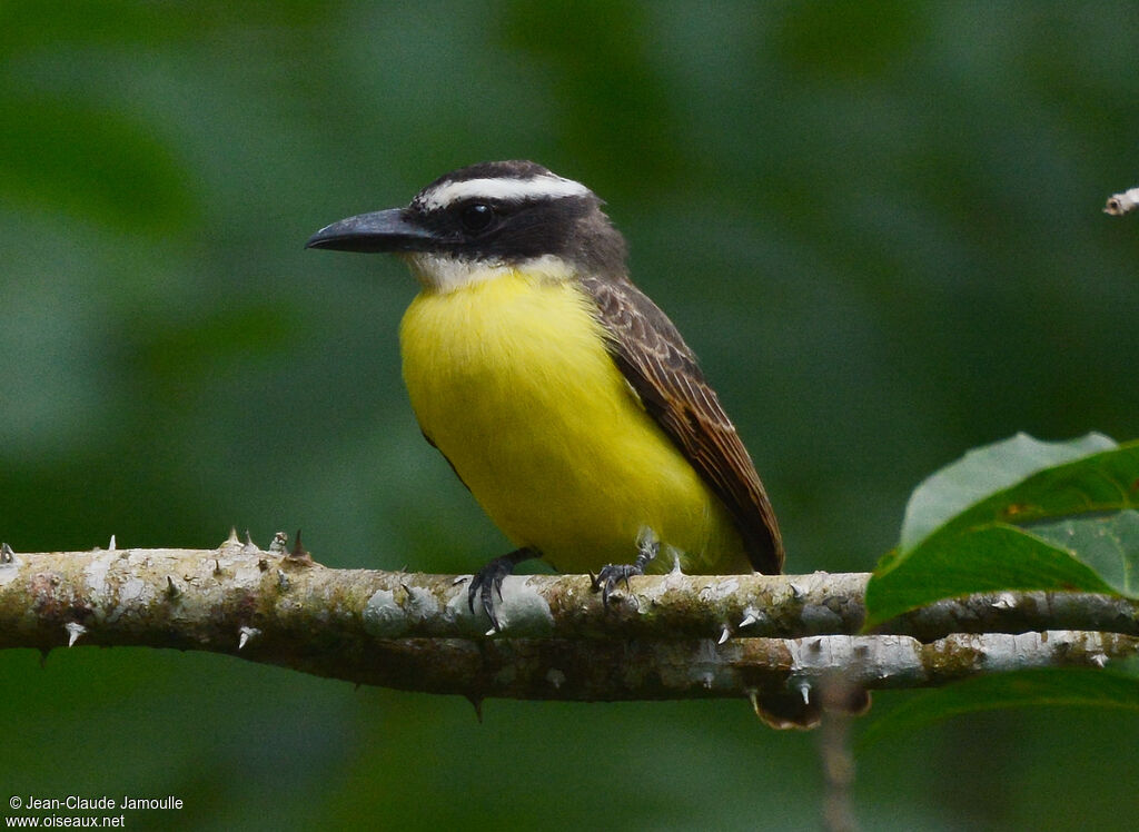 Boat-billed Flycatcher