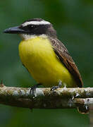 Boat-billed Flycatcher