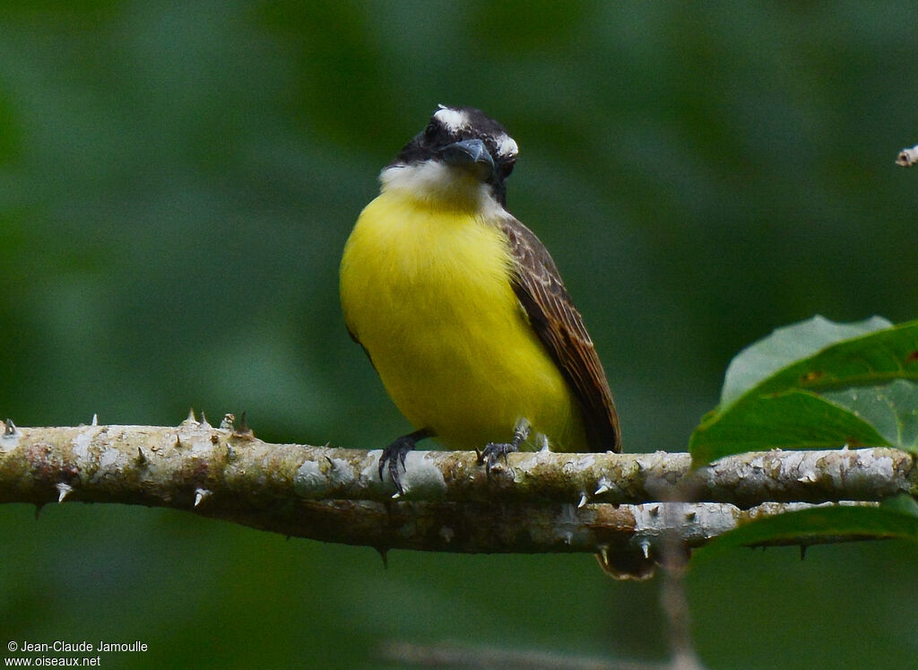 Boat-billed Flycatcher, Behaviour