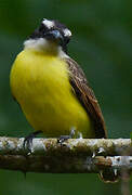 Boat-billed Flycatcher