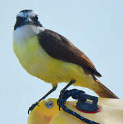 Great Kiskadee