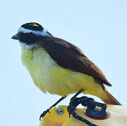 Great Kiskadee