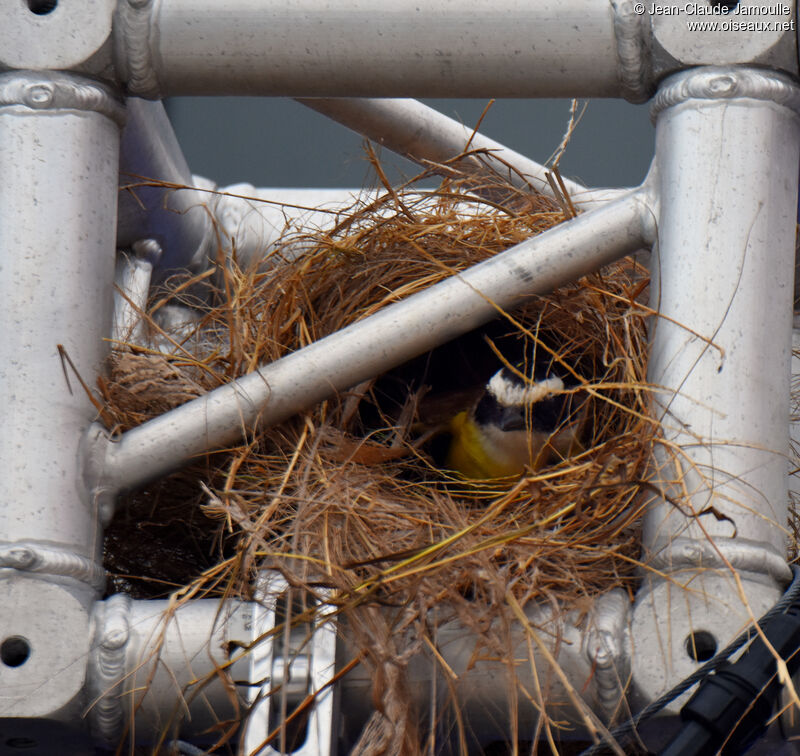 Great Kiskadeeadult, Reproduction-nesting