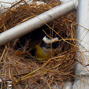 Great Kiskadee