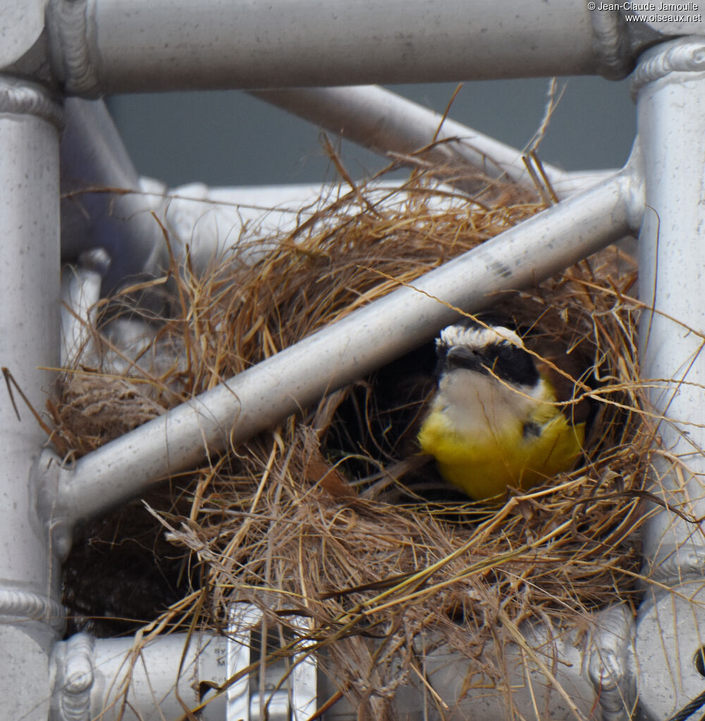 Great Kiskadee, Reproduction-nesting