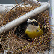 Great Kiskadee