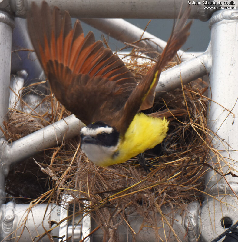 Great Kiskadee, Flight, Reproduction-nesting