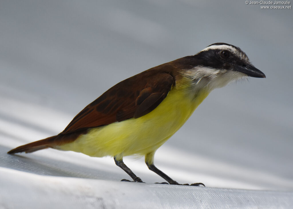 Great Kiskadee