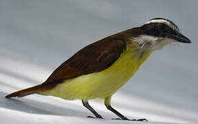 Great Kiskadee