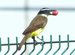 Great Kiskadee