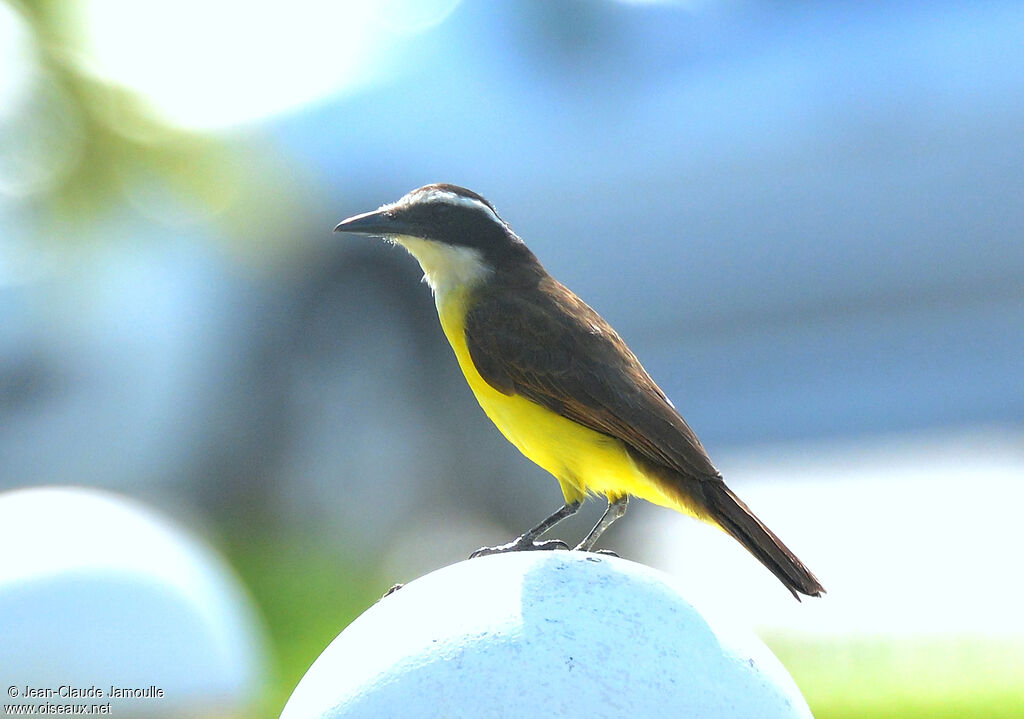 Great Kiskadee