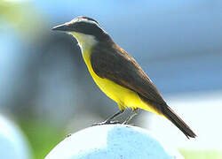 Great Kiskadee