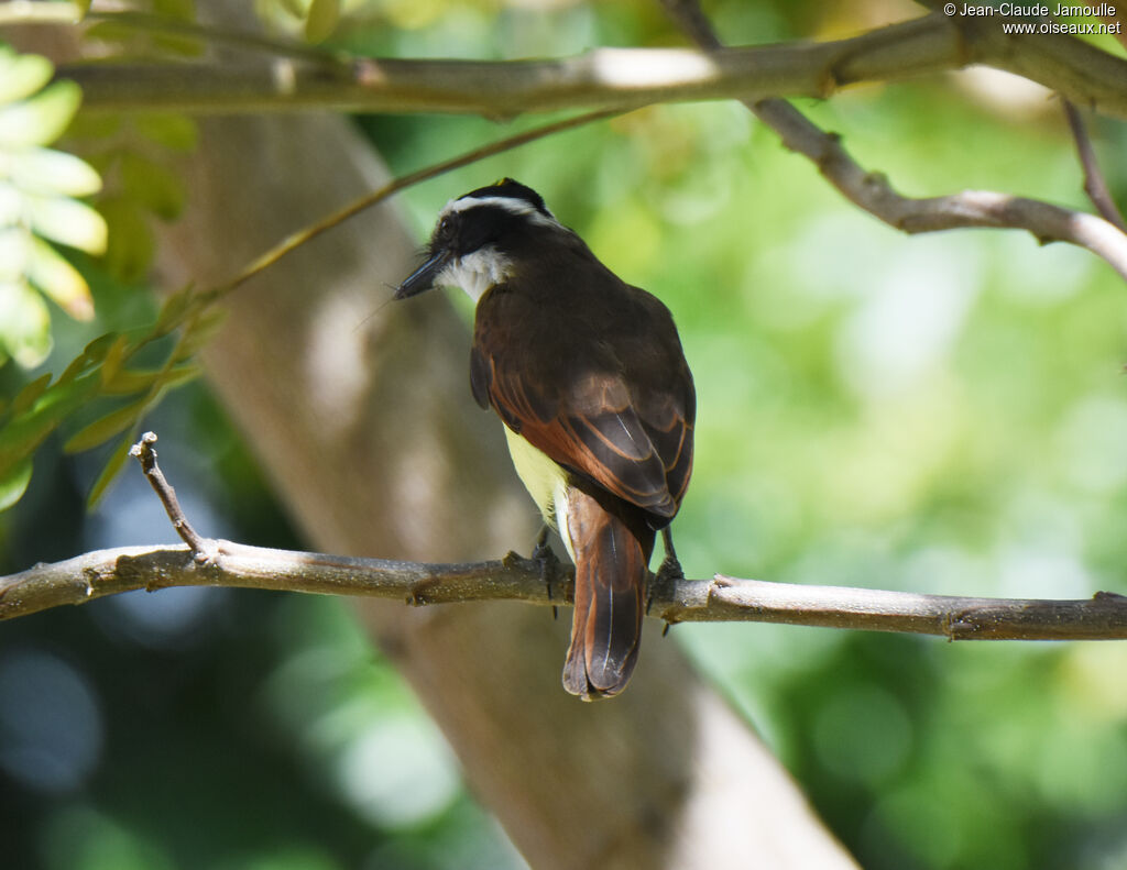 Great Kiskadee