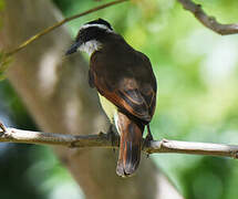 Great Kiskadee