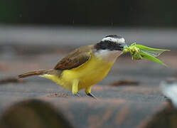 Great Kiskadee