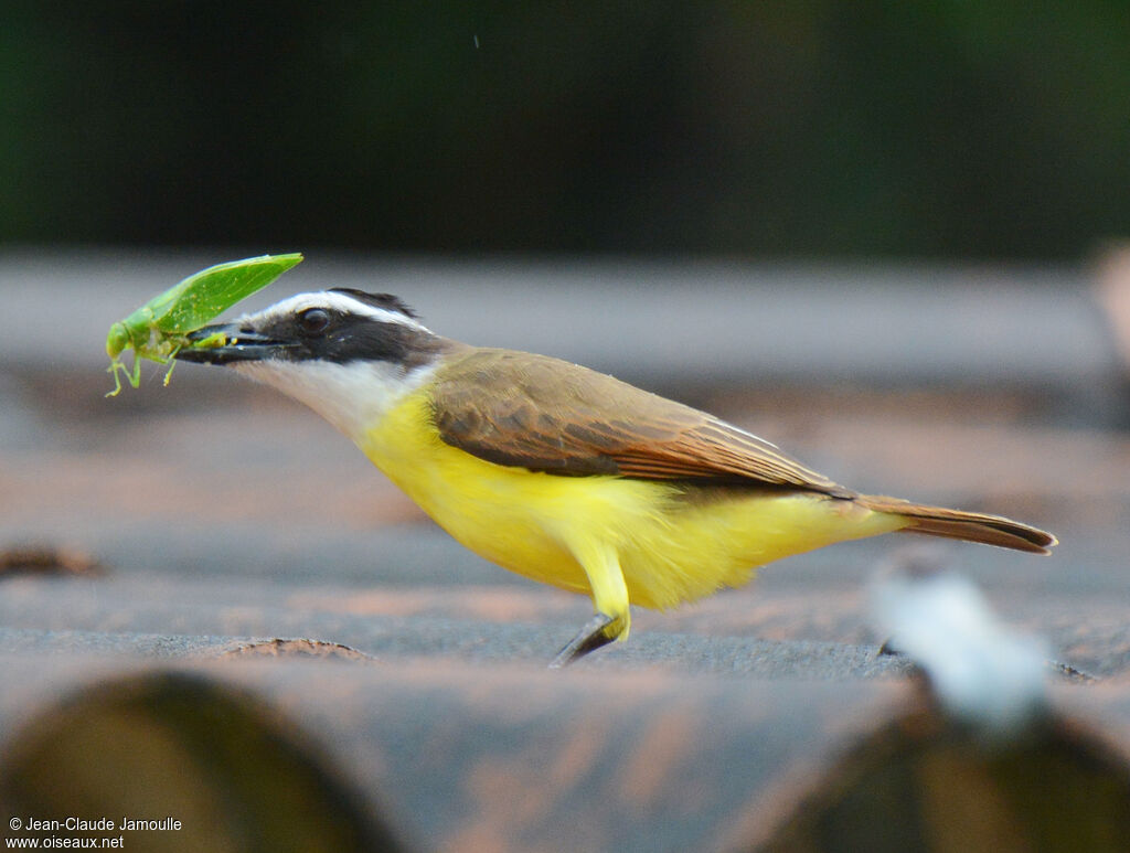 Great Kiskadeejuvenile, feeding habits