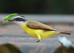 Great Kiskadee