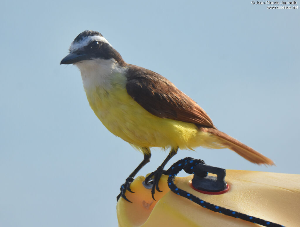 Great Kiskadee