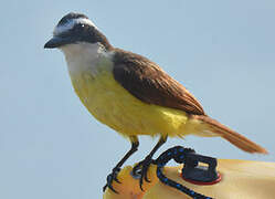 Great Kiskadee